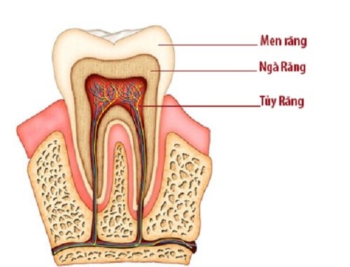 cấu trúc răng